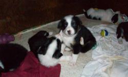 I have four beautiful, smart, energetic, friendly Border Collie puppies for sale. Two boys, two girls,born May 17. Both parents on premisses. No papers. Need homes with room to run. Will make great farm dogs.