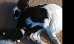 Border Collie pups both male and female available. Starting potty training, family raised both mother and father on premises. Very well socialized.