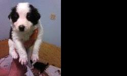 We have 6 border collie puppies that were born on December 8, 2012. These puppies are adorable and are always happy to see people. They all have individual personalities and are very sweet! Their mother and father are both very kind dogs and both live on