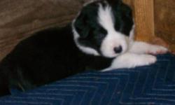 7 Border Collie Puppies born 12/8/12... put your down payment on a cute little puppy before they are gone! They sell fast! There are 4 adorable males and 3 cute girls. Border Collies are referred to as the silent workers. They are rated the smartest breed