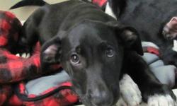 Border Collie - Rascal - Adopted! - Medium - Baby - Male - Dog
Rascal is a super sweet easy going 14 lb, approximately 3 month old member of the "R" team rescued by Pets Alive Puerto Rico. One look into his sweet eyes and you won't be able to resist him!