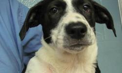 Border Collie - Rebecca - Medium - Baby - Female - Dog
Rebecca is a beautiful 14lb approximately 3 month old pup who was rescued by our team at Pets Alive Puerto Rico. She and her siblings, known as the "R" team are all very different looking, Rebecca is