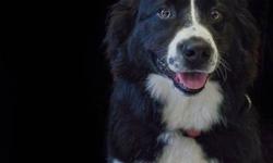 Border Collie - Rufus - Medium - Young - Male - Dog
3 yr. old Border Collie, extreme herding traits, nips and bites backs of arms and ankles, mostly kids but will nip adults, not food aggressive, sweet otherwise. VERY smart. Border collie rescue came and
