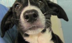 Border Collie - Ruth - Medium - Baby - Female - Dog
Ruth is one of the "R-Team" pups rescued by Pets Alive Puerto Rico. She is about 3 months old and weighs about 14 lbs. Ruth is ready for her FURever home! To fill out an adoption application for Ruth,
