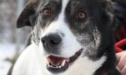 Border Collie - Tasha - Medium - Adult - Female - Dog
Tasha is a stray. Do you recognize me?
I would really like to have a home again. Please come visit Tasha at the Humane Society of Wayne County and learn about her first-hand!
SHELTER COMMENTS
No