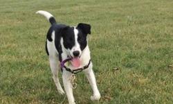 Border Collie - Timmy - Medium - Young - Male - Dog
Hi my name is Timmy, and I am a deeply sweet and adorable, 1 year-old, neutered male Border Collie mix! I was originally found stray but then landed in a city shelter, where the people were very nice but