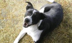 Border Collie - Wilma - Medium - Young - Female - Dog
CHARACTERISTICS:
Breed: Border Collie
Size: Medium
Petfinder ID: 24773054
CONTACT:
North Country Animal Shelter | Malone, NY | 518-483-8079
For additional information, reply to this ad or see: