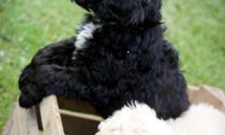 These puppies are a beautiful mix of border collie and poodle. Highly intelligent, sweet natured, good with elderly and children. Low to non shedding and hypoallergenic, these puppies are a delight. Hand raised on a small hobby farm as family pets.
Call