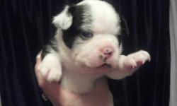 Purebred boston terrier puppies. Born february 9th. I have two black and white females, two black and white males and one brindle male. Mom and dad on site. The pups were delivered c-section. All are vet checked and healthy. All the puppies are socialized