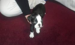 Pure bred Boston terrier male (brindle). He is the only little guy left out of five. They were born February 9th. He will have his first set of shots and wormed. Vet checked healthy. He was born through c-section. Wonderful temperament. He Is well
