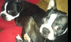 Boston Terrier - Boo Boo - Small - Young - Male - Dog
Boo Boo is a beautiful purebred Boston terrier that would love to have a home of his own with his best Buddy if possible. Wendy and Boo Boo grew up together but need a new home asap. Both are spayed
