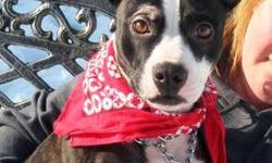 Boston Terrier - Dixie - Medium - Young - Female - Dog
Awww our sweet little friend Dixie is so loving and fun! This girl's tail never stops wagging! Dixie loves everyone she meets and is a friend to all! Dixie is ready to snuggle in your lap for love or