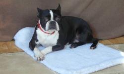 This is Venus, a 5 yr. old Boston Terrier. She is going to have surgery on her platella and will be spayed at the same time ( May 6th )... She will be needing a home with someone willing to care for her during her recovery. Her adoption fee will only be