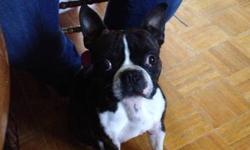 Obie is 2year old Boston terrier not neutered all shots great with kids cats and other dogs. No papers
This ad was posted with the eBay Classifieds mobile app.