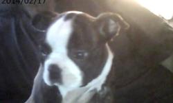 3 beautiful Boston Terrier puppies, 7 1/2 weeks old. Both parents on premises, no papers. Call or text Carrie at 315 368 5872. Vet checked, first shots and worming. One almost all brindle, one with one white eye and lots of brindle, one classic black and