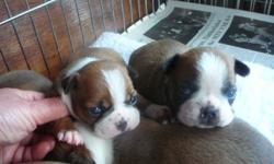 Boston terrier puppies for sale mom should be due in july puppies ready to go in September. Yes I'm posting this add early but received many calls wanting a boston. Last litter 4 boys 3 girls. Both parents are our pets. Puppies come with 1st shots