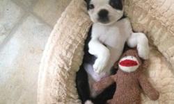 Boston terrier puppies due to be born Aug
700.00 will hold for two hundred non refundable deposit last litter she had 7 they went fast. Posting now