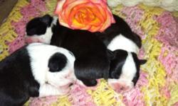 Beautiful Boston Terrier Puppies born on 3/5/15. Black and white 2 males left (one traditional black and one and one white face splash). Have been vet checked and are healthy. All pups come with six week shots, dewormed, and dew claws removed. Pure but no