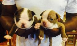 I have two female Boston terrier puppies available they are about three weeks old and will be ready to leave in about 5 more weeks they are both tan but one is lighter than the other. Do not hesitate they will go fast