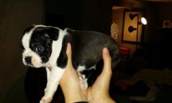 I have one male left ready Tuesday first shots de wormed beautiful puppy black and white with brindle. Please contact he won't last long.
