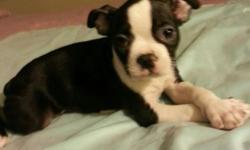 Hello everyone, I'm trying to find a safe loving home for my Boston terrier puppies ( male and female). This breed makes great pets ! They are loads of fun and great with children. A Boston terrier is a great choice for a first time puppy owner! Shot