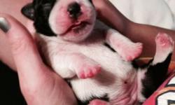 Three Boston left 600 two females one male akc no papers both parents are our pets.
Puppies are 3 weeks old 200 nonrefundable deposit with hold.
315 447 1028
1st shots two dewormed.