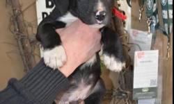 Boston Terrier - Skipper - Large - Baby - Male - Dog
Hi I'm Skipper an Aussie Lab Mix 6 Weeks old. I am cute and cuddly. To take me home go to www.hollywooddogrescue.com  and fill out an adoption application. Or Call the rescue at (845)744-2545