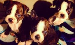 Boston Terriers: 6 week old, 2 males with Brindle coats, 1 female with seal point coat. All with excellent markings! Pups available soon, come with first VAX, vet check and health guarantee. Located in Fairport, NY Cell:(585)734-7639 email: