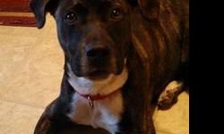 Boxer/Lab Brindle color male neutered for adoption to a good home. He is a one year old brindle lab boxer mix, Crate trained, house broken completely, good with cats and other dogs, he recently lived at a cat rescue and now is living with 4 chihuahua's.