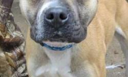 Boxer - Alfie - Large - Adult - Male - Dog
(No. 783) I'm called Alfie. I'm an adult male boxer/pit bull terrier mix who came to the shelter as a stray. I have a sweet boxer face and a thin pit bull terrier body. When people go by my kennel at the shelter,