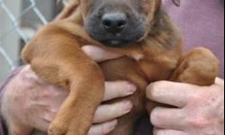 Boxer - Atlas - Medium - Baby - Male - Dog
Meet Atlas, a 9 week old Lab/Shepherd mix! Atlas is a typical playful puppy who is good with kids, cats, and other dogs This dog will only be available to be seen by pre-approved applicants by appointment