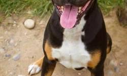 Boxer - Dawson - Medium - Young - Male - Dog
Dawson is a 1 yr old male neutered boxer/pit mix. He is sweet, but can be pushy & strong willed. He needs obedience work. He pulls on a leash. He may knock over small children. He knows sit. He is not
