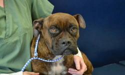 Boxer - Diamond - Large - Adult - Female - Dog
Diamond is a 5 year old female spayed Boxer. She arrived October 1, 2012. She has bounced a round a few homes over the years. Her original owner was in the military and had to give her up at a young age. Her