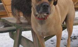 Boxer - Ellie - Medium - Young - Female - Dog
Can you believe a dog as playful and sweet as I am was dumped roadside. I was with 7 babies. My babies have all found really wonderful homes, and now I want one of my own. I am playful, like kids, sniff cats,