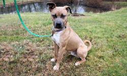Boxer - Jack - Medium - Young - Male - Dog
Jack came to the shelter recently. We are currently working with him and accessing him and hope he will be ready for adoption in the not too distant future. If you have any interest in him or would like