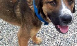 Boxer - Jacob - Medium - Adult - Male - Dog
Jacob is a cutie-pa-tutie! We think he is a Boxer/Shepherd mix, and approximately 3-4 years old. He really is so gentle, handsome, and sweet! Look at those eyes! If you have a happy, loving home, consider adding