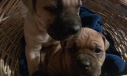 Boxer lab puppies 2 available both females call or text