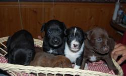 Gorgeous Boxer / Lab puppies Mom is a Brindle Boxer dad is a Black Lab. .6 Males and 5 females. Will be vet checked 1 st shots and wormed . Will be ready the end of July 2014. Please call for more information 518-585-7628 or cell # for Jesse 518-323-5434.