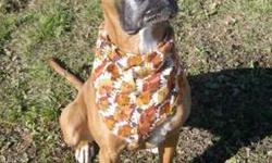 Boxer - Meesha - Medium - Adult - Female - Dog
My name is Meesha and I was surrendered to the shelter in November 2012. I am a 2 year old female Boxer. I have a lot of energy and I love to play! If you have another dog, it would be best to bring them in