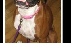 Boxer - Missy - Large - Young - Female - Dog
STATE
Albany - Rochester
New York area
AGE
2 years
DOB
unknown
WEIGHT
60 lbs
SEX
female
COAT COLOR
fawn
NEUT/UTD
yes/yes
DOCKED TAIL
yes
CROPPED EARS
no
CHILDREN OVER 4
yes
CHILDREN UNDER 4
no history
OTHER