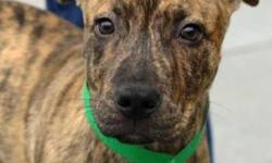 Boxer - Moses - Medium - Baby - Male - Dog
You would not believe how far this pup has come just in 6 weeks. He came to use so frightened that he would cower in the corner and just shake but with the help of our dedicated volunteers you can now find this