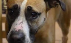 Boxer - Nova - Medium - Adult - Female - Dog
Nova is a calm and laid back 1 year old boxer mix female who was abandoned at our shelter after she was hit by a car. She was very shy, hurt and scared and after 5 days we were finally able to catch her and