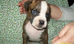 Only one Flashy Brindle Boy left , Mom & Dad both AKC & on premises . Dad is UKC Champion . Will be 8 weeks old on 12/21/12 & will not leave before then , First shots ,dewclaws removed , tails docked to show length . Raised in Our home w/kids . $500 pet