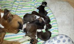 A exciting litter born September 26th, 2013. Â½ American boxer Â½ European boxer puppies from outstanding champion bloodlines. Puppies will be ready for their new homes around November 16th just in time for Christmas. Puppies will have first shots and de