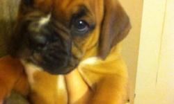 We have two different litters of boxer puppies 5 brindle males, one fawn female and one fawn male available. They were born March 19 and March 22 They had their dew claws removed and tails are docked. They will come with their first puppy shots, and puppy