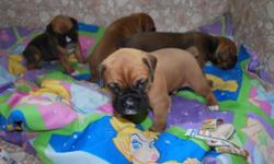 Fawn boxer puppies for sale, small litter of 4, ALL males. Born April 18th, 2014 - currently 3 weeks old, will not be ready to go until June 12th. Tails and dewclaws done, first shots and deworming will be completed by the time they are ready to go.