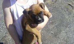 Boxer puppies-2 flashy fawn females, 1 black masked female .