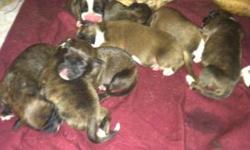 We have boxer puppies 6 males 2 female. 2 female brindle 2 fawn males the rest are brindle males. Born 08-30 ready for halloween. We have the mom and dad NO papers. No emails please. Please call 716-381-3794 or 716-541-5412. $500.00 a $100.00