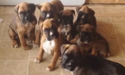 Registered Pure bred boxer puppies 800.00 each 1st shots & vet checked. Born Sept. 25th
