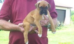 Adorable boxer puppies for sale -- fawn and white -- born 5/26/14.
They are now 4 weeks old and developing their own personalities!
We have 3 males and 3 females home raised.
Papers, tails, declaw removed, first shots.
$800. A deposit required to hold